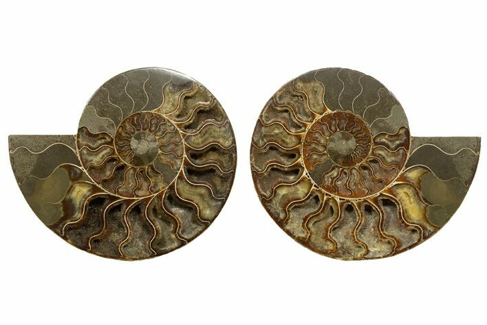 Cut & Polished, Agatized Ammonite Fossil - Madagascar #317508